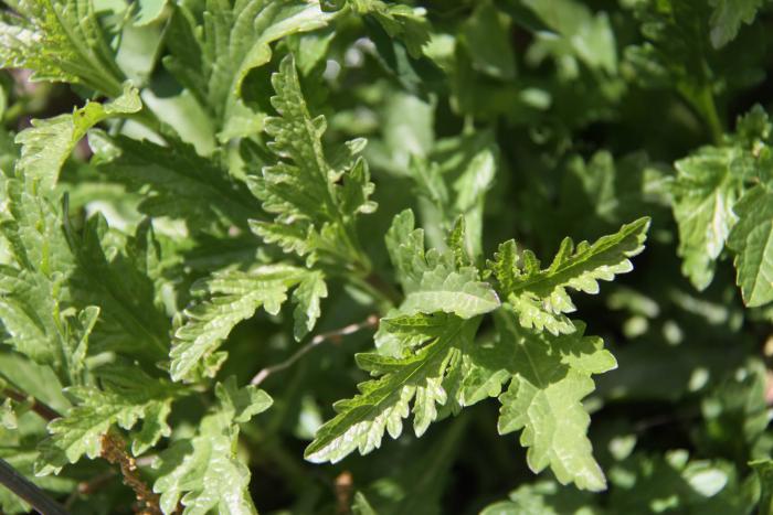 Verveine officinale, Verbena officinalis L. Cliché : Roudoule, écomusée en terre gavotte.