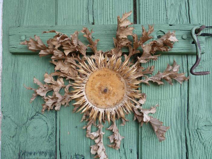 Carline, Carlina acanthifolia All, clouée sur une porte de Sauze. Cliché : Roudoule, écomusée en terre gavotte.