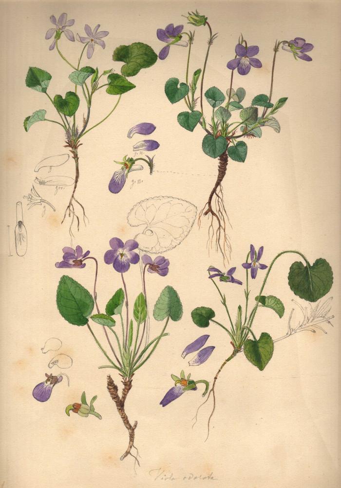 Violette odorante
