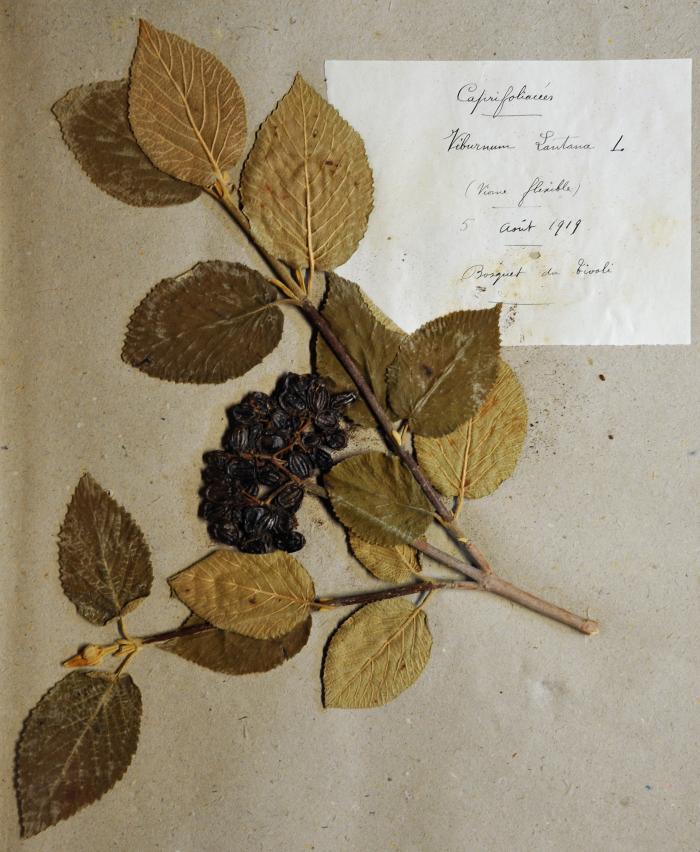 Viorne lantane, Viburnum lantana L. Herbier Richelmi, Roudoule, écomusée en terre gavotte.
