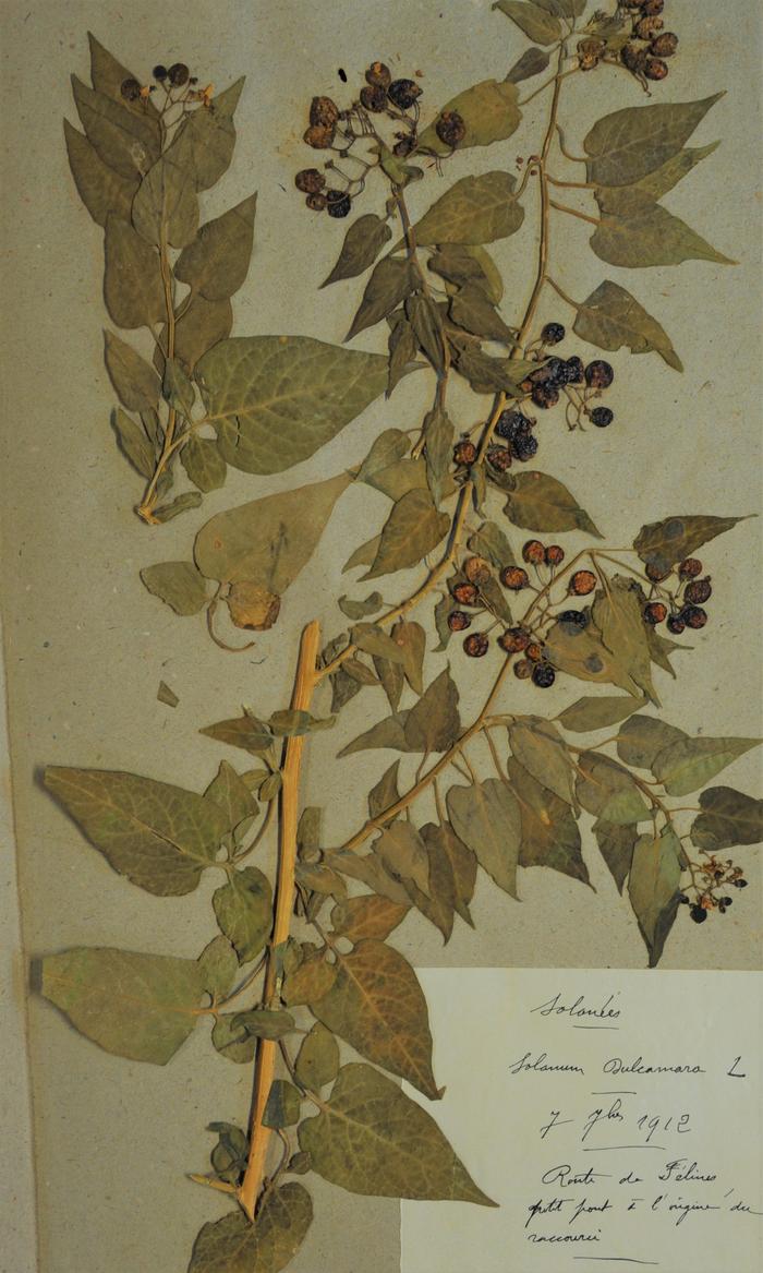 Vigne de Judée, Solanum dulcamara L. Herbier Richelmi. Collection : Roudoule, écomusée en terre gavotte.