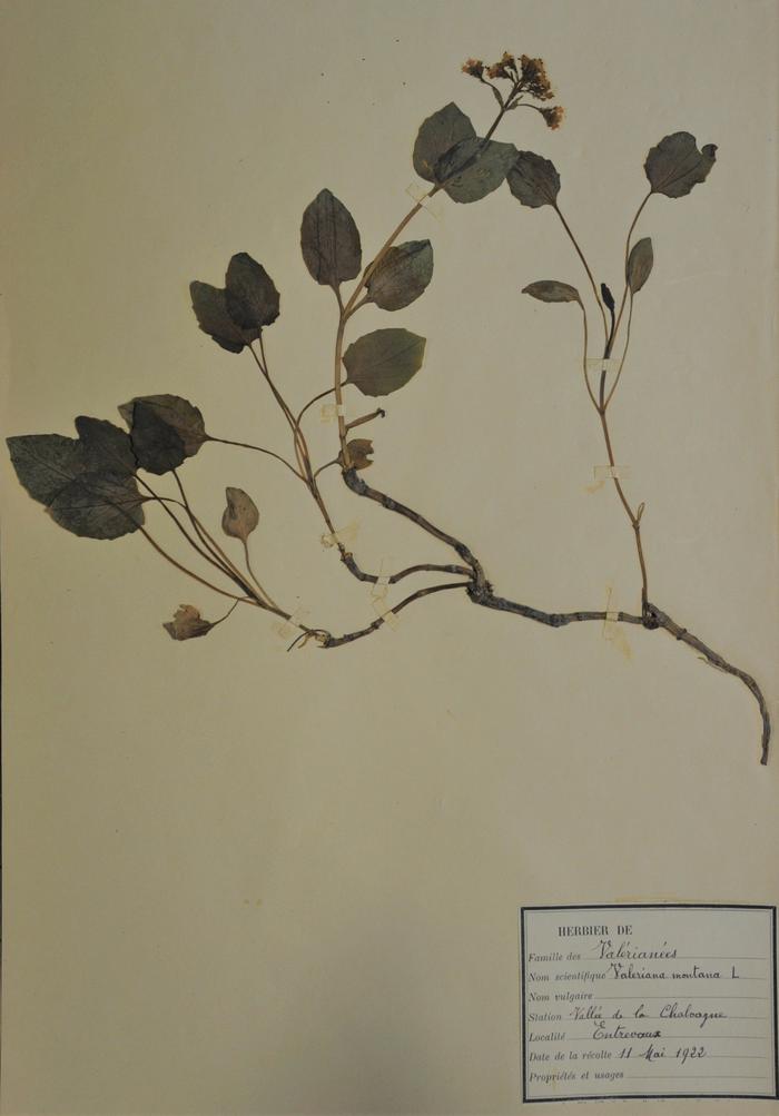 Valériane, Valeriana montana L. Herbier Richelmi. Collection : Roudoule, écomusée en terre gavotte.