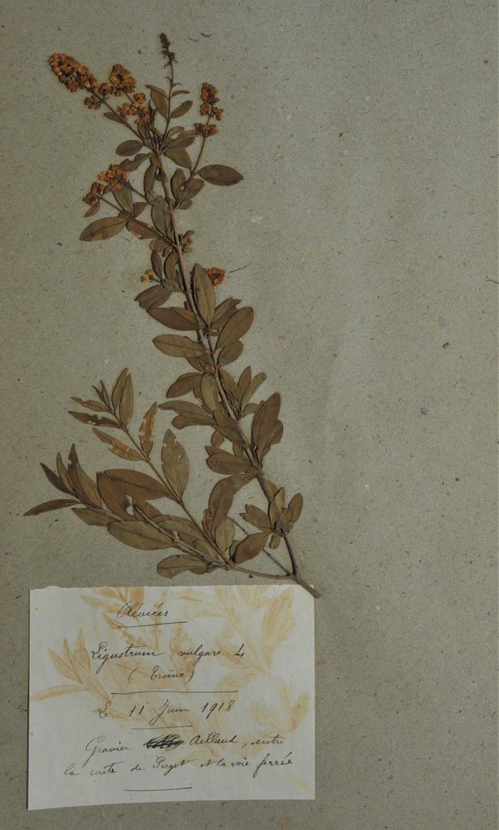 Troène, Ligustrum vulgare L. Herbier Richelmi, Roudoule, écomusée en terre gavotte.