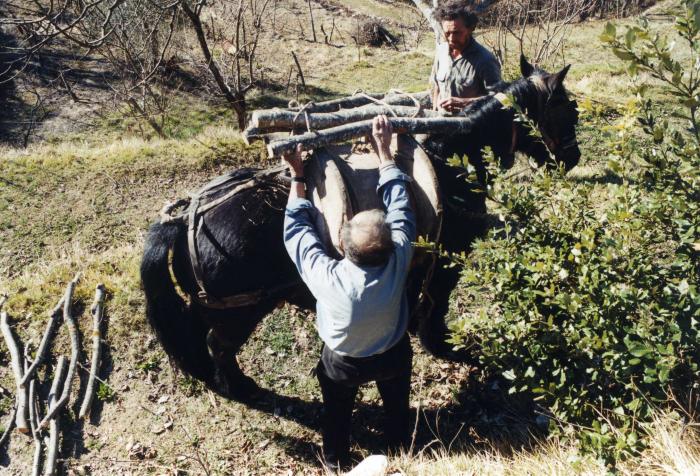 Séraphin Garcin, attachant une charge de bois, Villars-sur-Var, 1998. Cliché Thomassin Philippe, Roudoule.