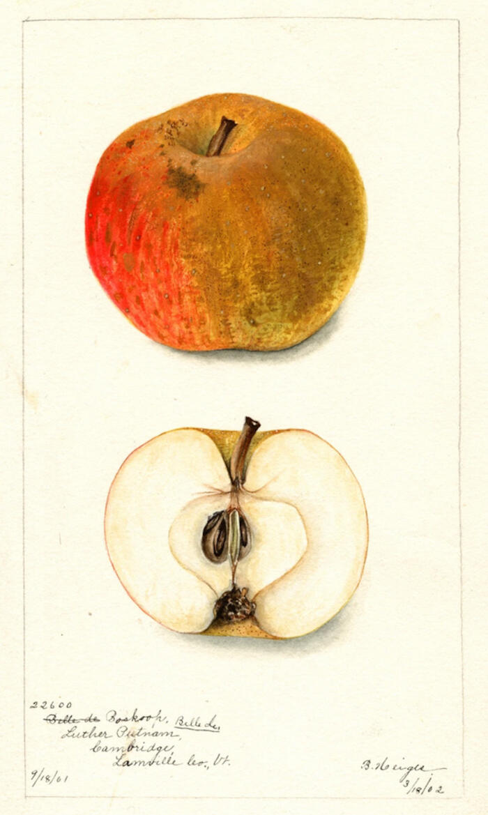 Pomme Boskoop