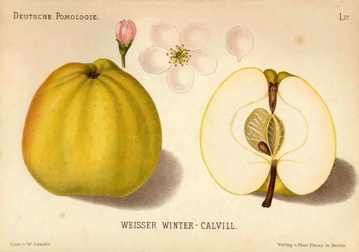 Calville blanche d'hiver. Deutsche Pomologie.