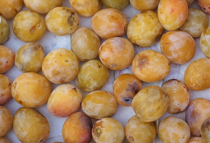 Grosse Prune Blanche, Daluis. Photo Pauline Mayer
