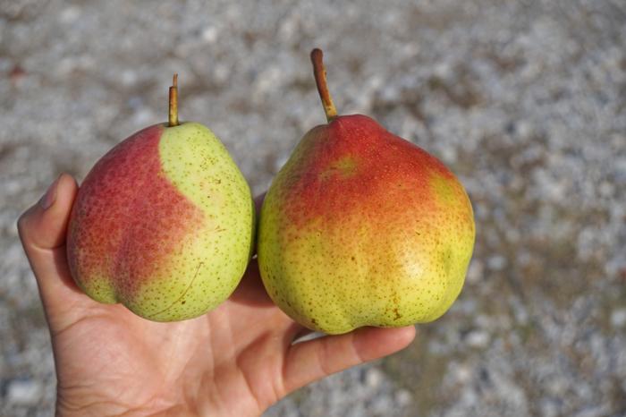 Poire Bergamote d'Automne. Photo Pauline Mayer