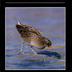 Riviera scientifique - Année 1993