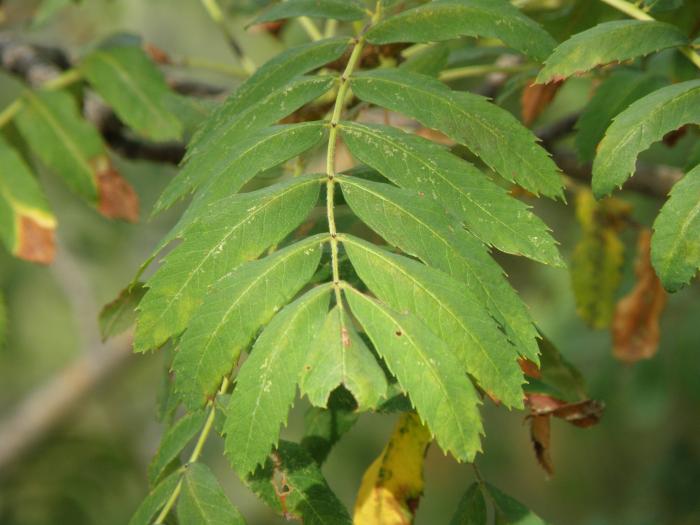 Sorbier domestique, Sorbus domestica L. Cliché : Roudoule, écomusée en terre gavotte.