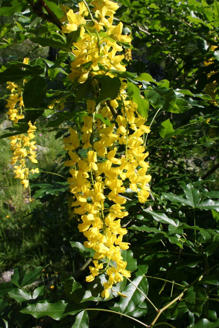 Cytise des Alpes, Laburnum alpinum Presl. Cliché : Thomassin Philippe, Roudoule écomusée en terre gavotte.