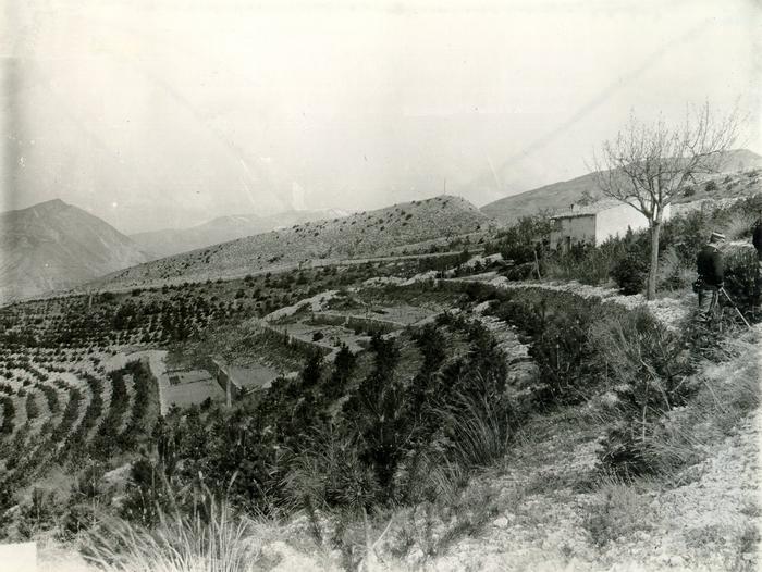 Plantation de pins sylvestres et pins noirs faite en 1897 autour de la baraque forestière de la Chaise. Collection ONF-RTM.