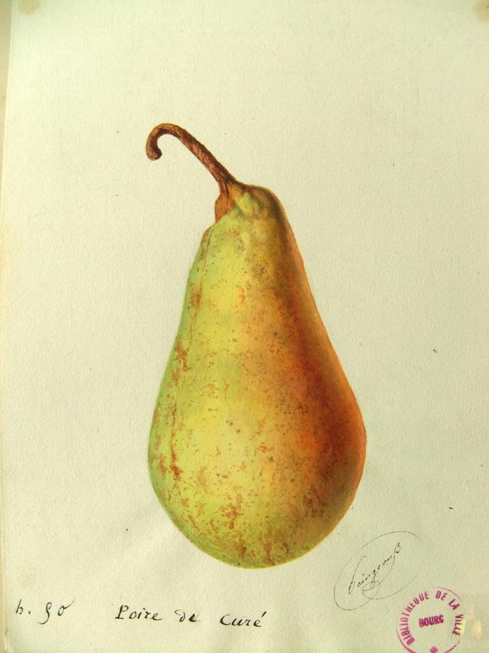 Poire de Curé, aquarelle d'Alphonse Mas, 1875. Fonds des Naturalistes de l'Ain, Médiathèque Roger Vailland, Bourg-en-Bresse.
